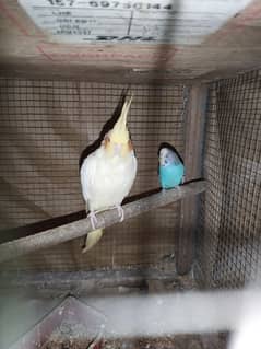 Cockatiel pair Eno and cream white