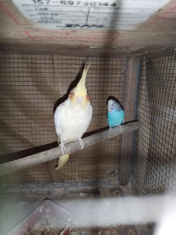 Cockatiel pair Eno and cream white 0