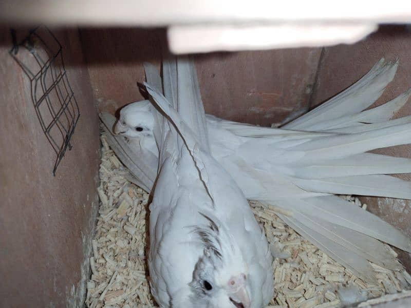 Cockatiel pair Eno and cream white 3