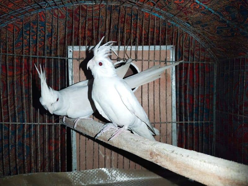 Cockatiel pair Eno and cream white 4