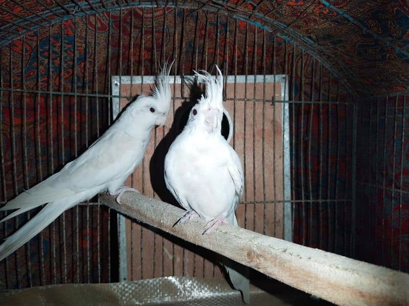 Cockatiel pair Eno and cream white 5