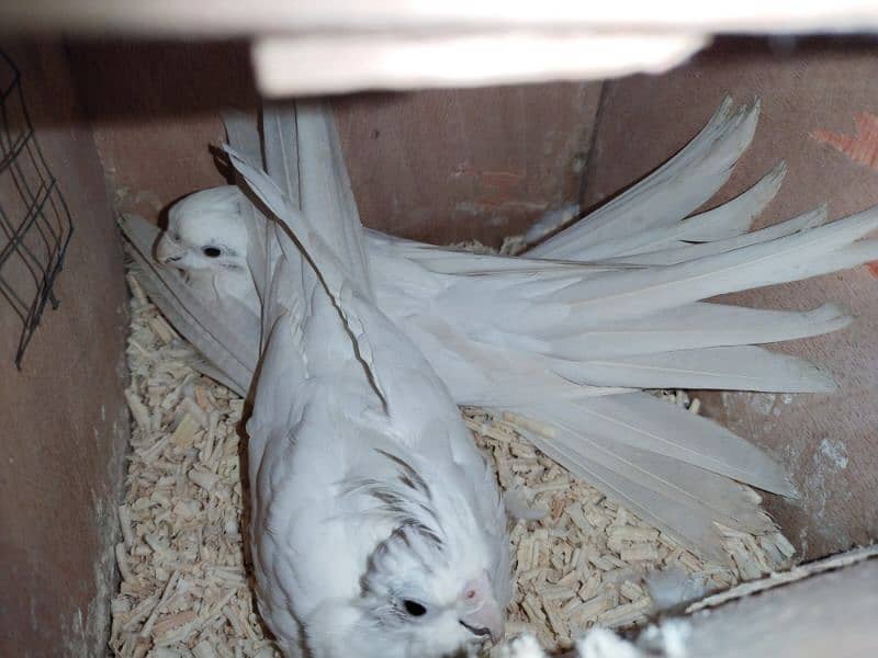 Cockatiel pair Eno and cream white 6