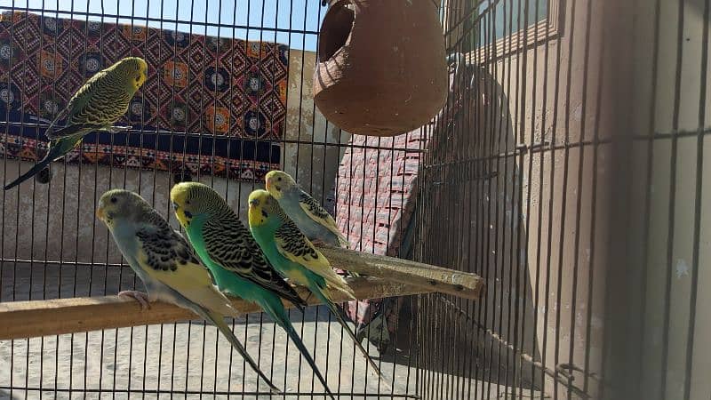 budgies 2