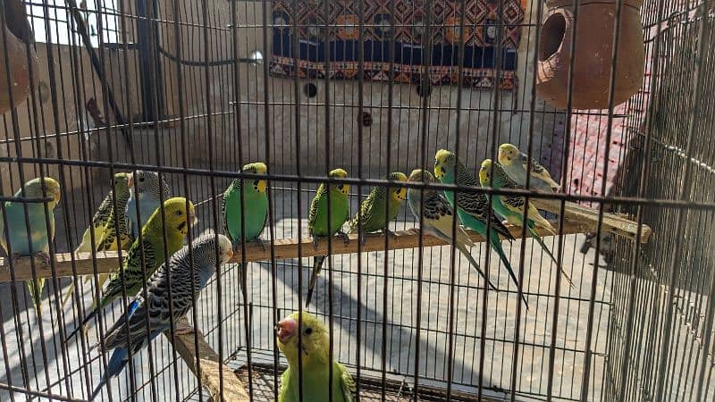 budgies 3