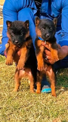 German Shepherd / german shepherd / shepherd dog