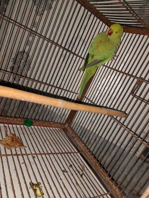 parrot 1