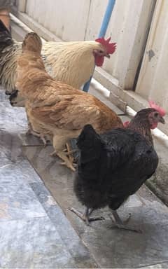 Egg Laying Hone Grown Desi Hens 1 male 2 females