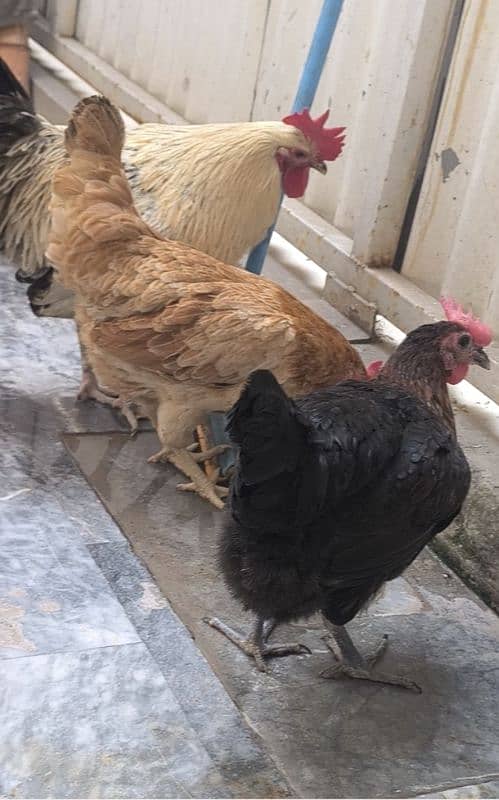 Egg Laying Hone Grown Desi Hens 1 male 2 females 0