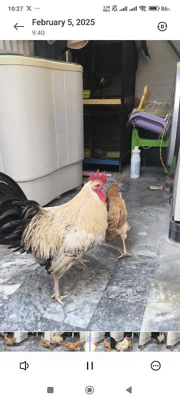 Egg Laying Hone Grown Desi Hens 1 male 2 females 1