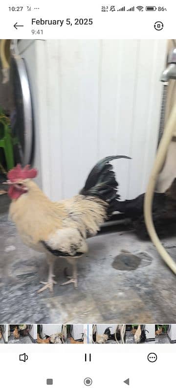 Egg Laying Hone Grown Desi Hens 1 male 2 females 2