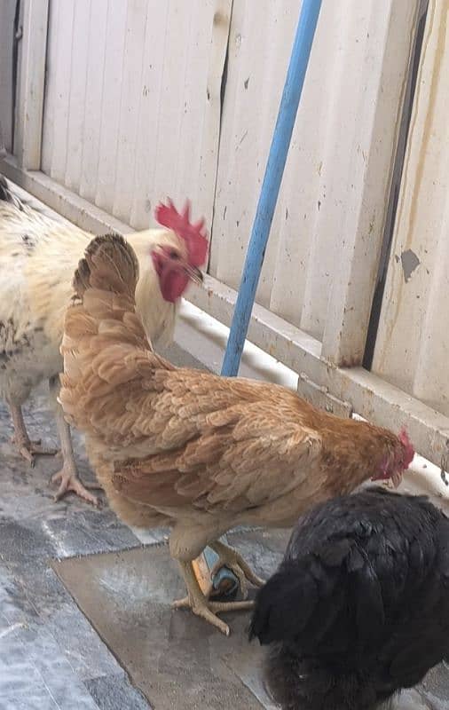 Egg Laying Hone Grown Desi Hens 1 male 2 females 3