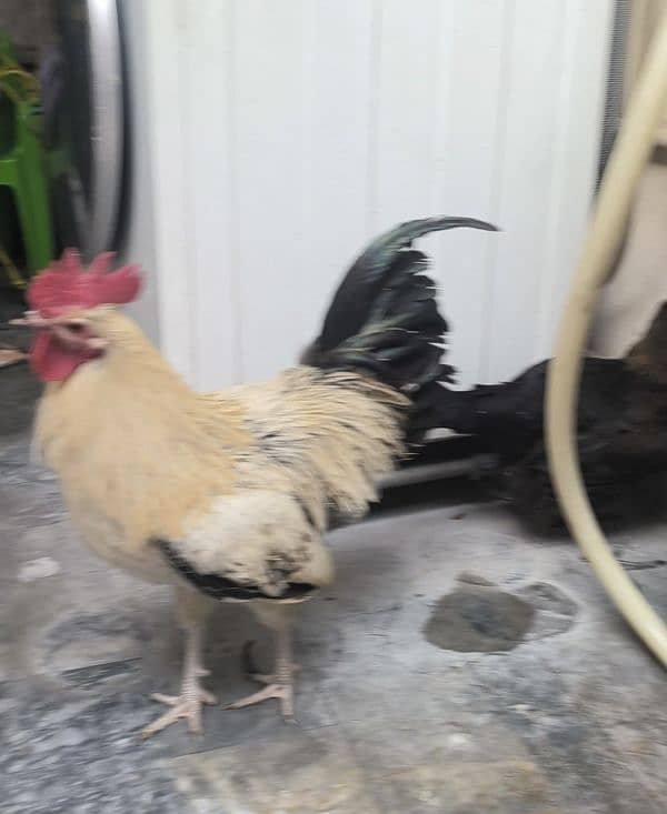 Egg Laying Hone Grown Desi Hens 1 male 2 females 4