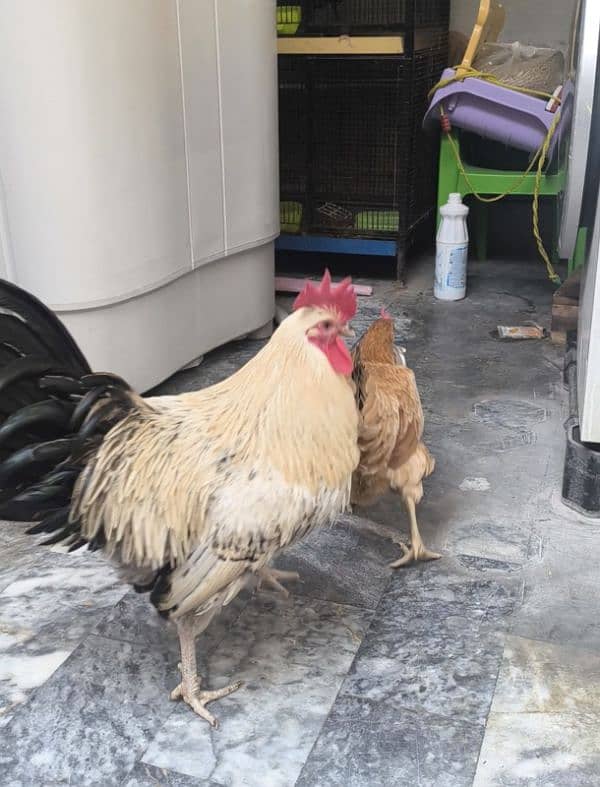 Egg Laying Hone Grown Desi Hens 1 male 2 females 5