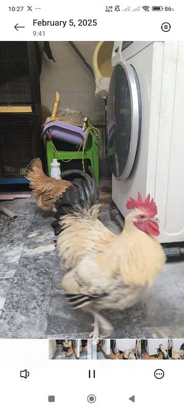 Egg Laying Hone Grown Desi Hens 1 male 2 females 6