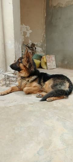 german Shepherd extreme double coat