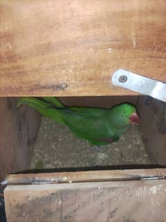 raw parrot breeder joda