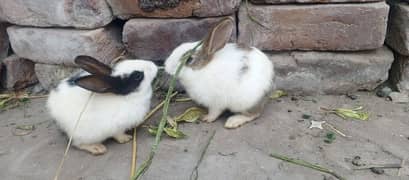 rabbits