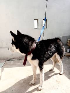 Siberian husky black 4 months old puppy for sale