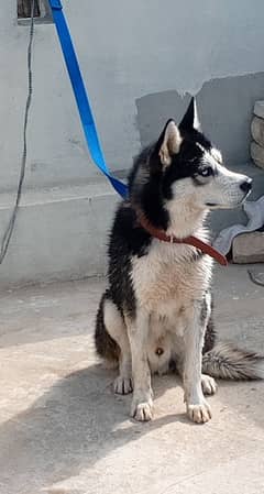 husky blue and brown eyes long wool 4 months puppy