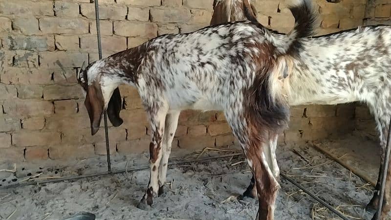 desi bakri  makkhi  pure high quality cheez hy 10 month age hy 2