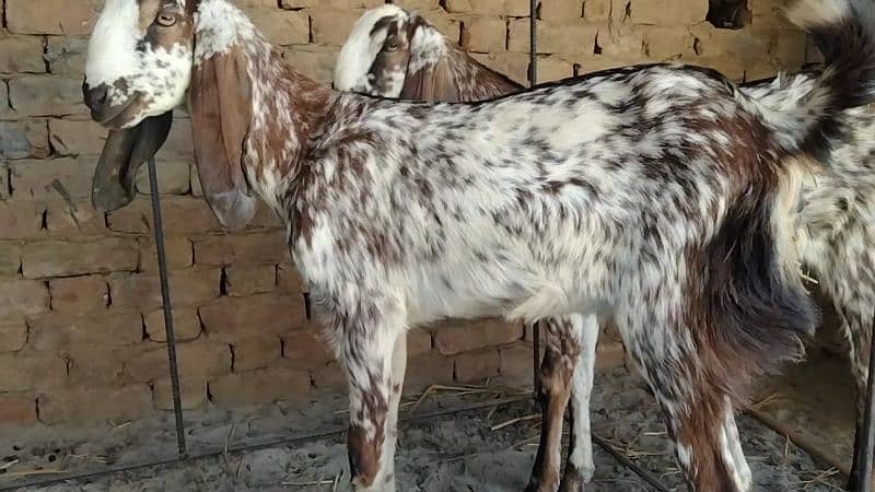 desi bakri  makkhi  pure high quality cheez hy 10 month age hy 3