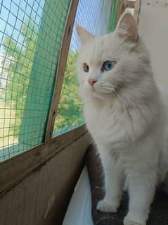 Persian Cat