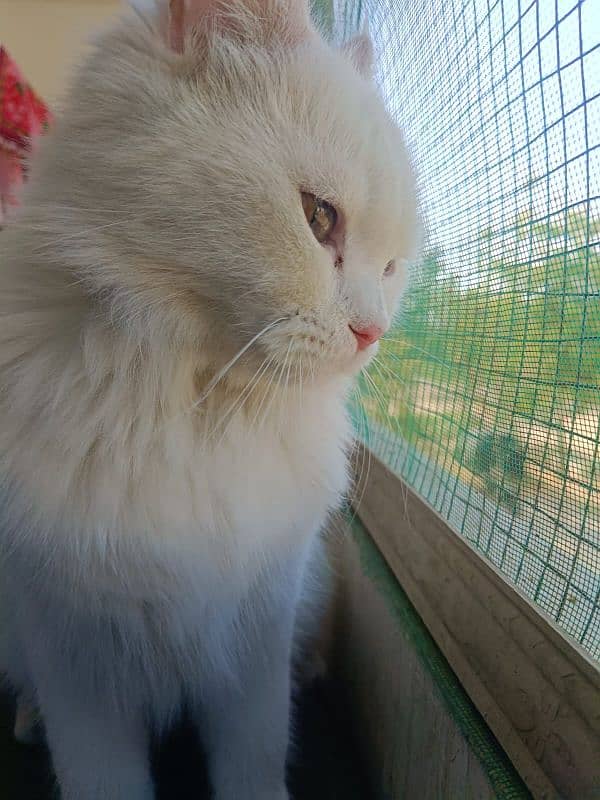 Persian Cat 1