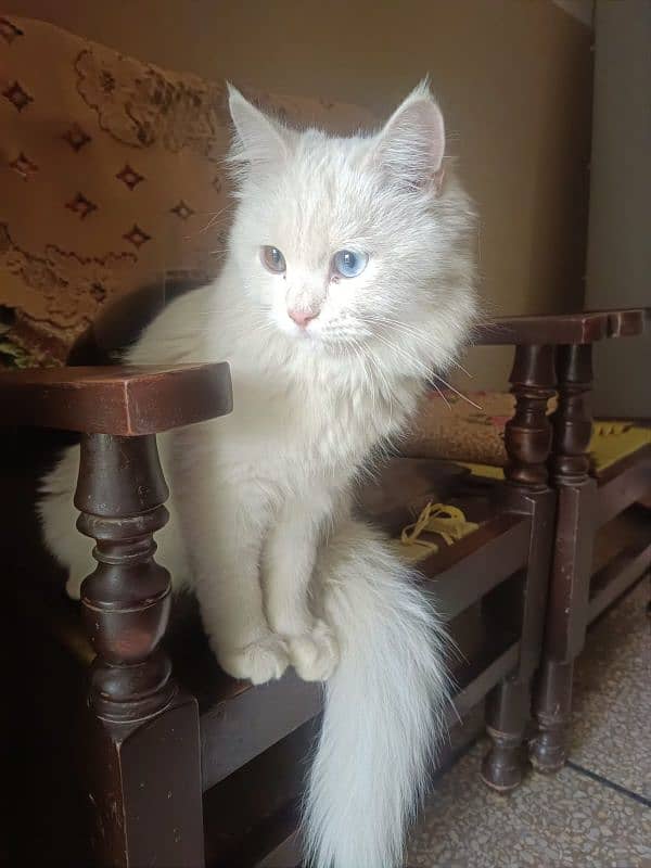 Persian Cat 2