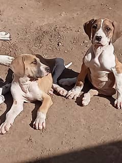 beatal ki copy Pakistani bulldog,bully dog puppies