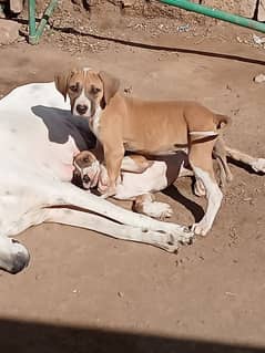 beatal ki copy Pakistani bulldog,bully dog puppies