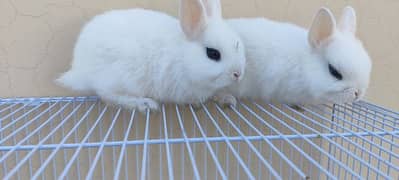 Dawaf hotot Rabbits