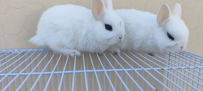 Dawaf hotot Rabbits 0