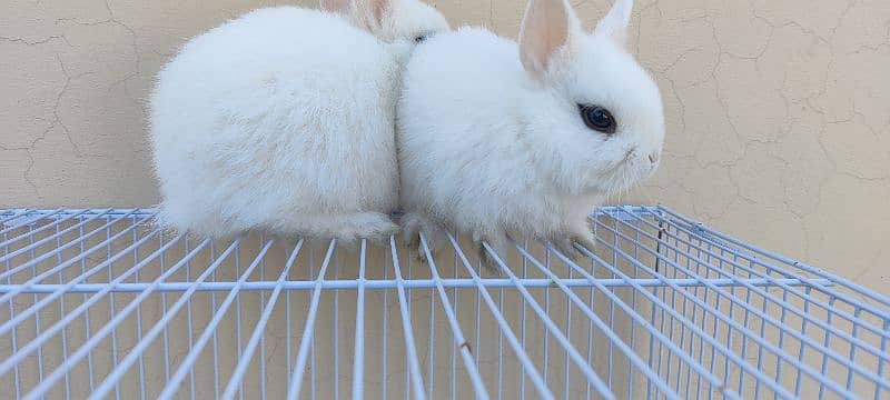 Dawaf hotot Rabbits 2