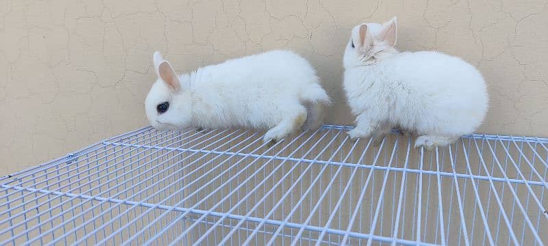 Dawaf hotot Rabbits 3