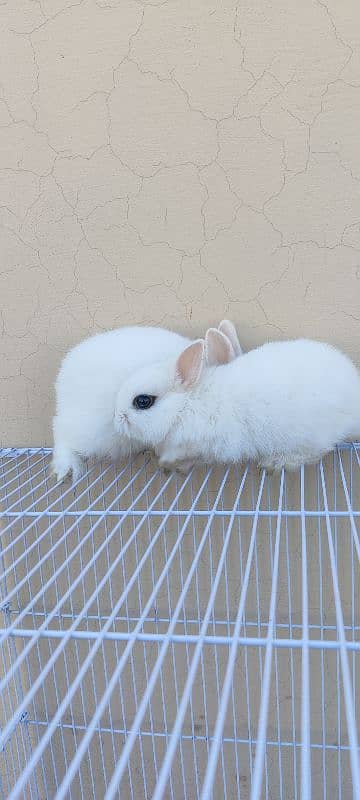 Dawaf hotot Rabbits 4