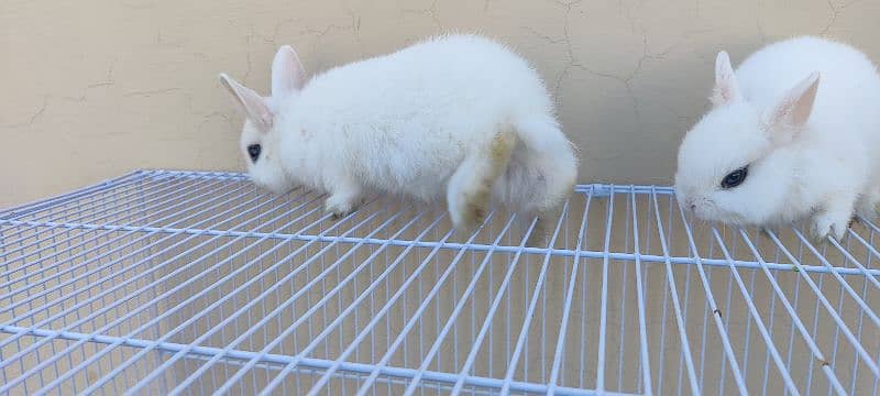 Dawaf hotot Rabbits 5