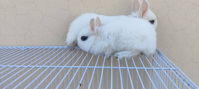 Dawaf hotot Rabbits 6