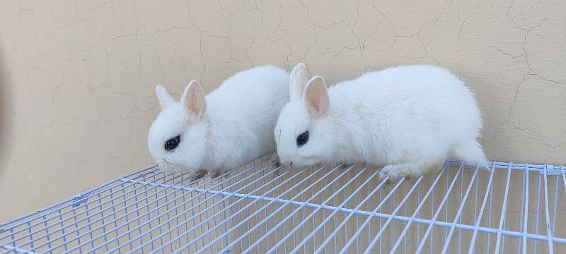 Dawaf hotot Rabbits 7