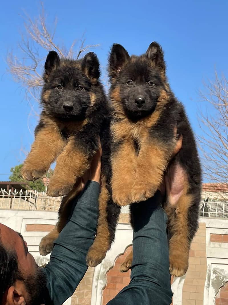 German Shepherd long coat show quality pair for sale (03143040987) 2