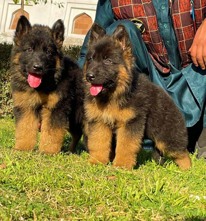 German Shepherd long coat show quality pair for sale (03143040987) 0