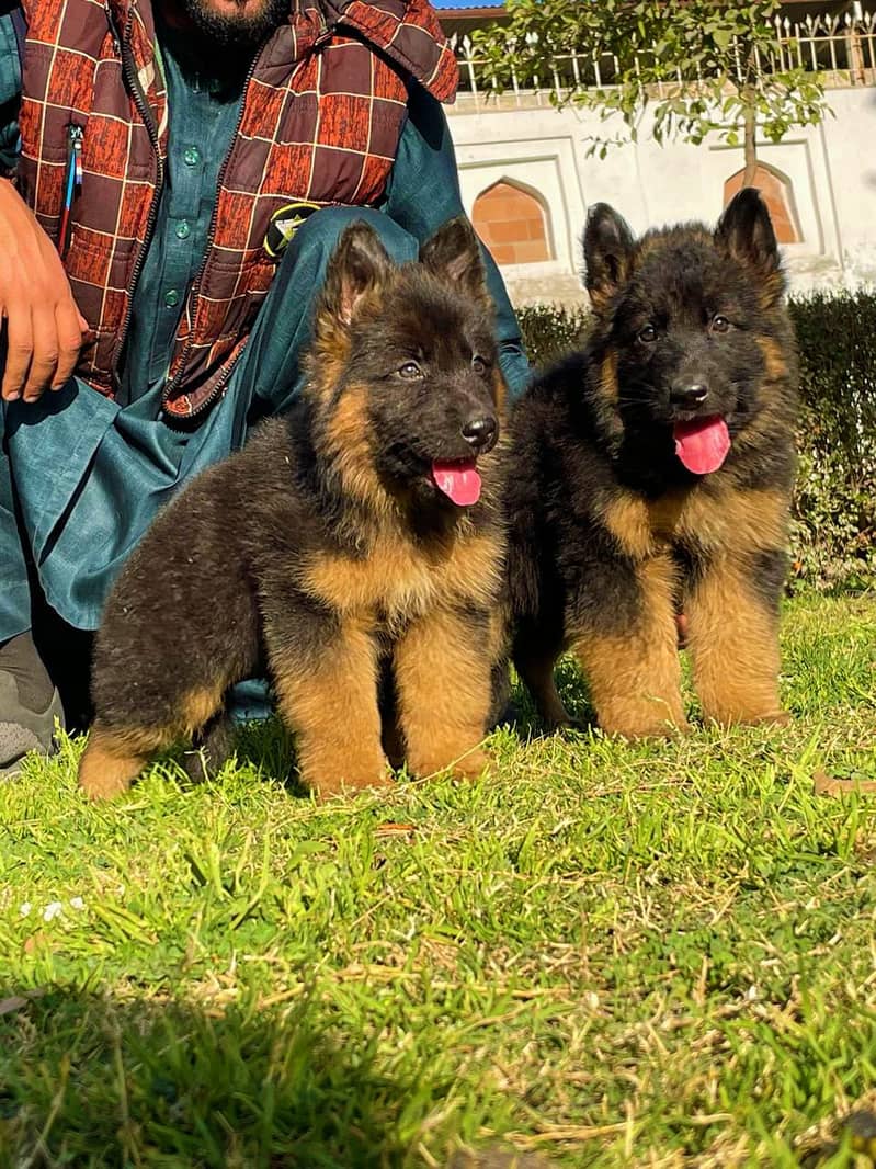 German Shepherd long coat show quality pair for sale (03143040987) 3