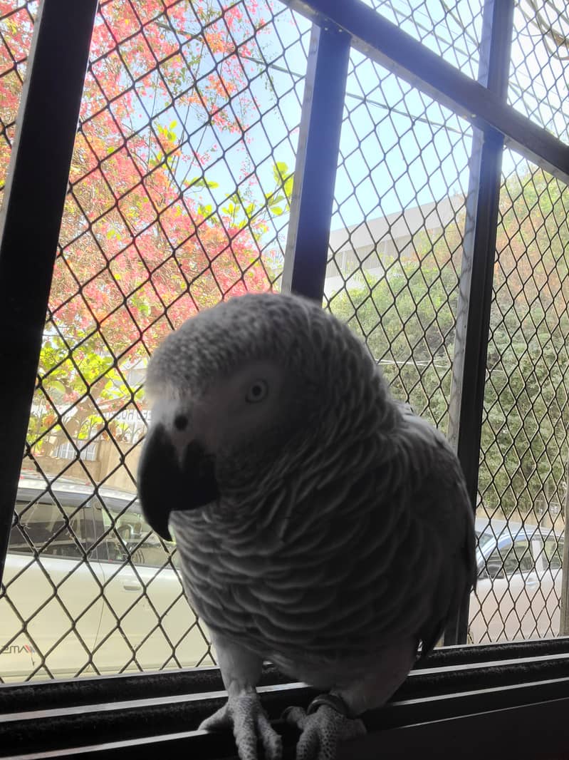 African Grey Parrot female 0