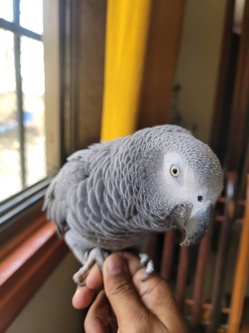 African Grey Parrot female 1