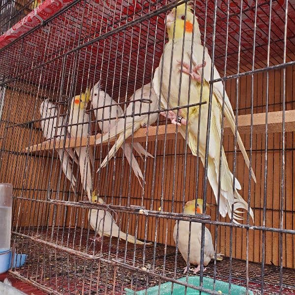 Cocktail chicks + Breeder pair 2