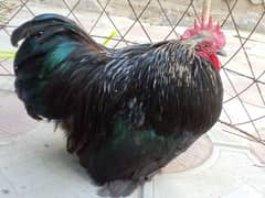 Egg laying bantam trio