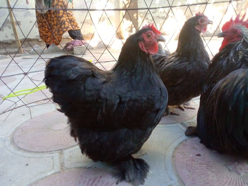 Egg laying bantam trio 1