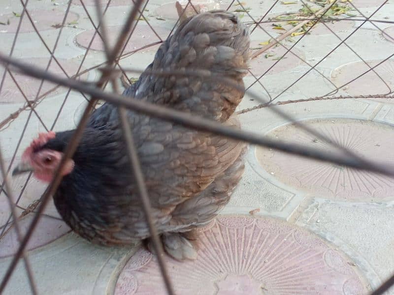 Egg laying bantam trio 2