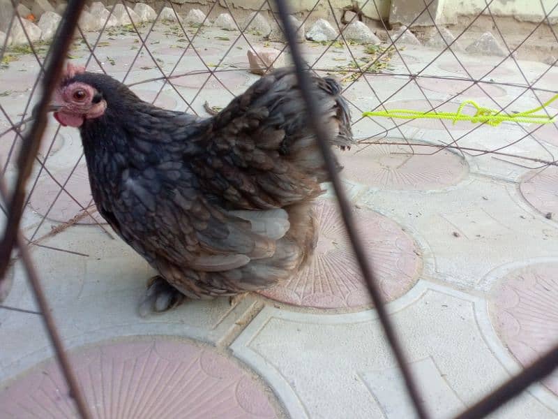 Egg laying bantam trio 3