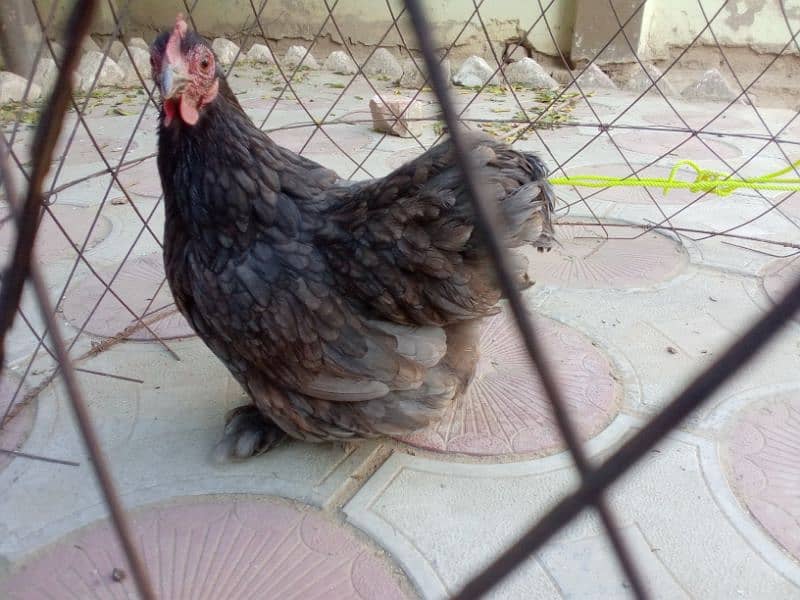 Egg laying bantam trio 4