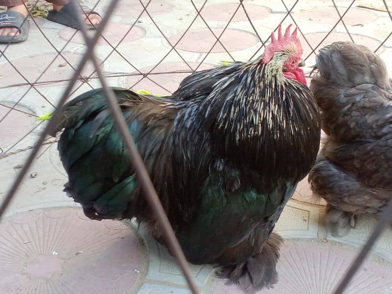 Egg laying bantam trio 5